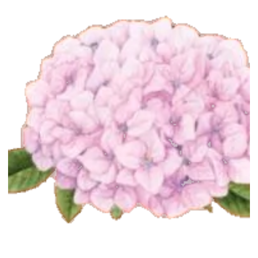 Hortensia Boutique Floristería